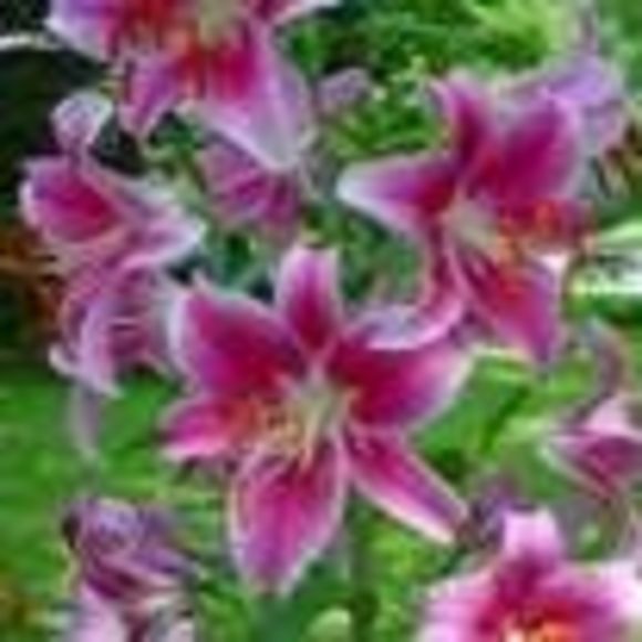 Meet your Posher, Melissa - Picture 1 of 1